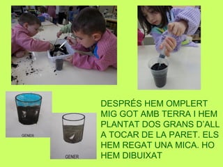 DESPRÉS HEM OMPLERT
MIG GOT AMB TERRA I HEM
PLANTAT DOS GRANS D’ALL
A TOCAR DE LA PARET. ELS
HEM REGAT UNA MICA. HO
HEM DIBUIXAT
 