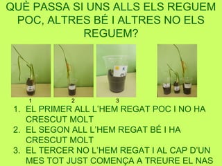 QUÈ PASSA SI UNS ALLS ELS REGUEM
POC, ALTRES BÉ I ALTRES NO ELS
REGUEM?
1. EL PRIMER ALL L’HEM REGAT POC I NO HA
CRESCUT MOLT
2. EL SEGON ALL L’HEM REGAT BÉ I HA
CRESCUT MOLT
3. EL TERCER NO L’HEM REGAT I AL CAP D’UN
MES TOT JUST COMENÇA A TREURE EL NAS
1 2 3
 