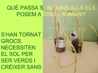 S’HAN TORNAT
GROCS.
NECESSITEN
EL SOL PER
SER VERDS I
CRÈIXER SANS
QUÈ PASSA SI ALGUNS ALLS ELS
POSEM A DINS L’ARMARI?
 