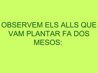 OBSERVEM ELS ALLS QUE
VAM PLANTAR FA DOS
MESOS:
 