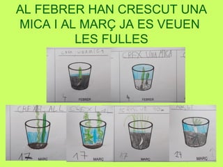 AL FEBRER HAN CRESCUT UNA
MICA I AL MARÇ JA ES VEUEN
LES FULLES
 