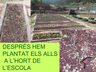 DESPRÉS HEM
PLANTAT ELS ALLS
A L’HORT DE
L’ESCOLA
 