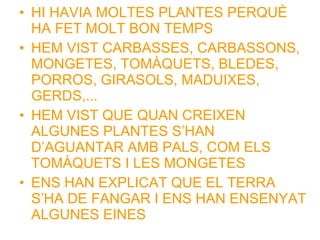 • HI HAVIA MOLTES PLANTES PERQUÈ
HA FET MOLT BON TEMPS
• HEM VIST CARBASSES, CARBASSONS,
MONGETES, TOMÀQUETS, BLEDES,
PORROS, GIRASOLS, MADUIXES,
GERDS,...
• HEM VIST QUE QUAN CREIXEN
ALGUNES PLANTES S’HAN
D’AGUANTAR AMB PALS, COM ELS
TOMÀQUETS I LES MONGETES
• ENS HAN EXPLICAT QUE EL TERRA
S’HA DE FANGAR I ENS HAN ENSENYAT
ALGUNES EINES
 