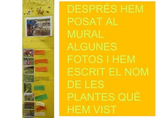 DESPRÉS HEM
POSAT AL
MURAL
ALGUNES
FOTOS I HEM
ESCRIT EL NOM
DE LES
PLANTES QUÈ
HEM VIST
 