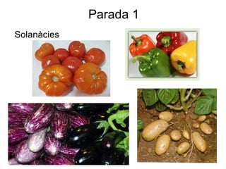 Parada 1 Solanàcies 