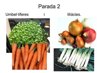 Parada 2 Umbel·líferes  i  liliàcies. 