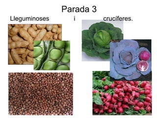 Parada 3 Lleguminoses  i  crucíferes. 