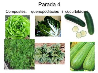 Parada 4 Compostes,  quenopodiàcies  i  cucurbitàcies. 