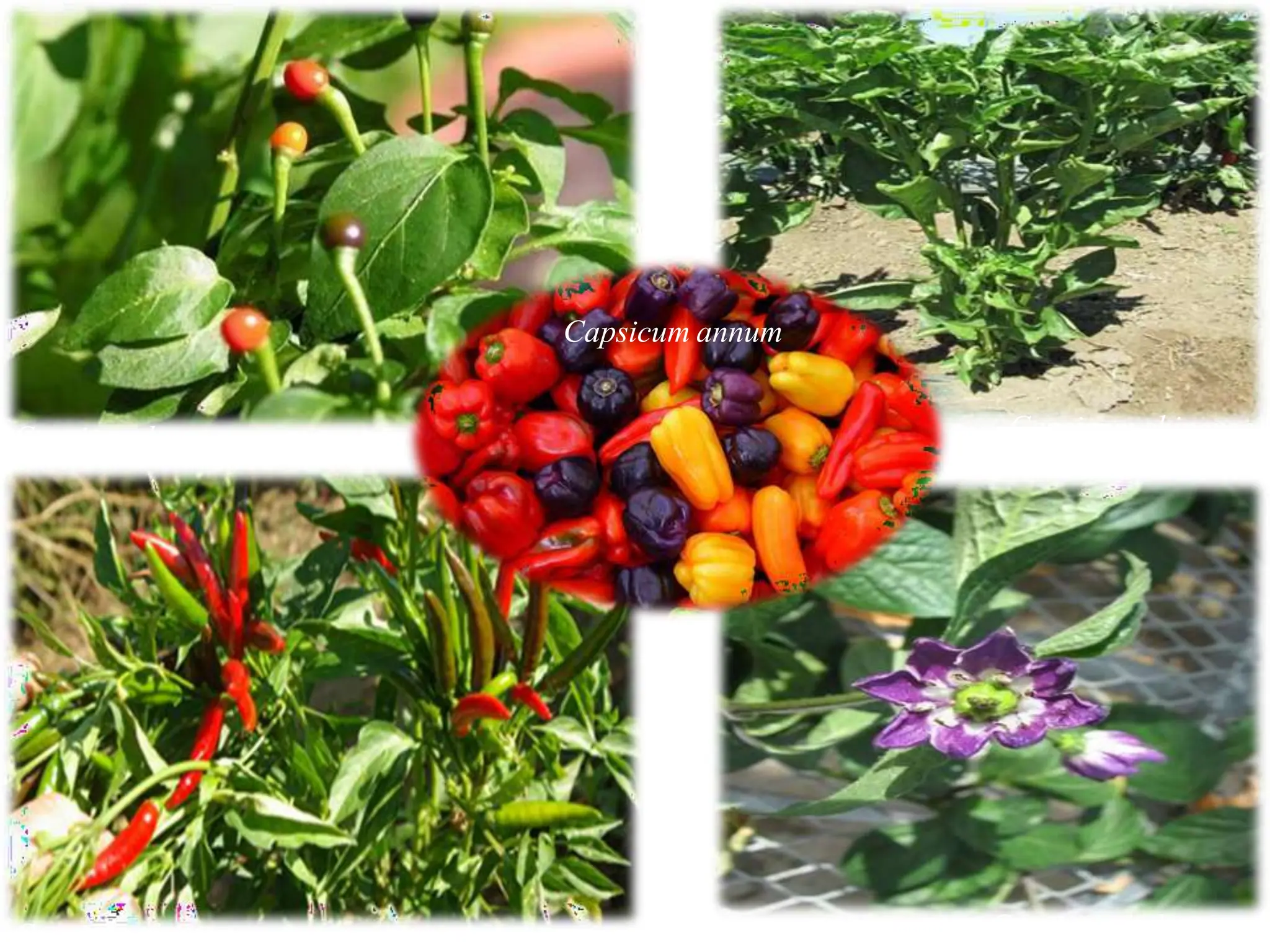 Capsicum baccatum Capsicum chinense
Capsicum frutescens Capsicum pubescens
Capsicum annum
 