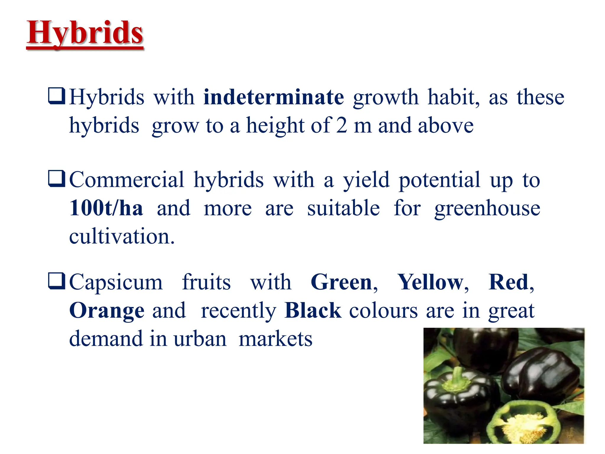 Hybrids
Hybrids with indeterminate growth habit, as these
hybrids grow to a height of 2 m and above
Commercial hybrids with a yield potential up to
100t/ha and more are suitable for greenhouse
cultivation.
Capsicum fruits with Green, Yellow, Red,
Orange and recently Black colours are in great
demand in urban markets
 