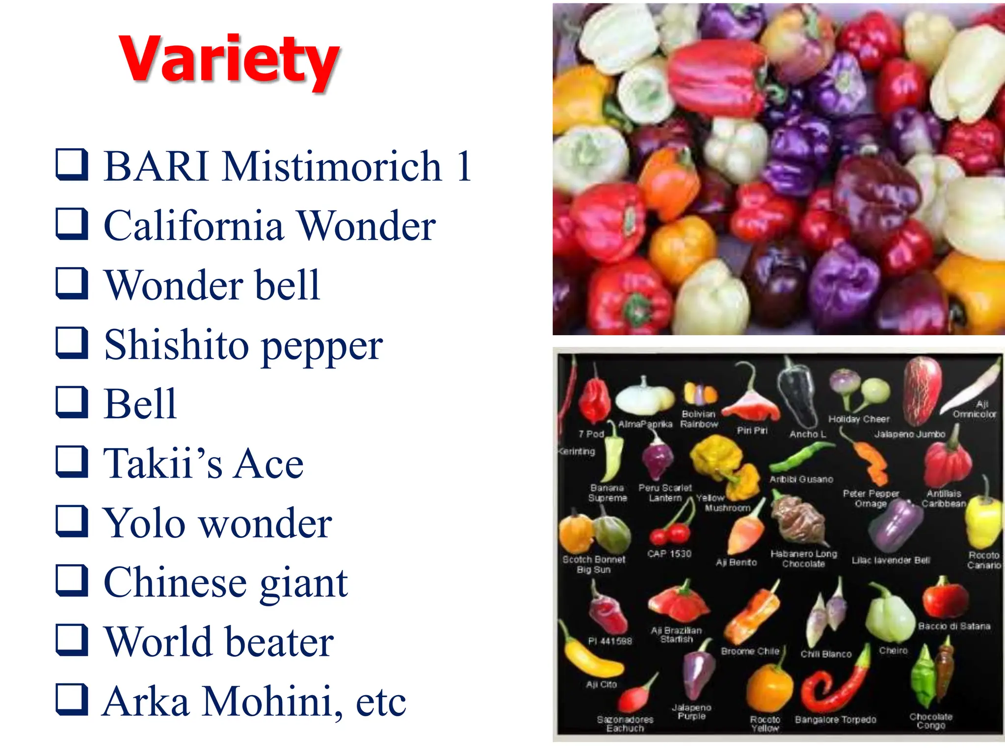 Variety
 BARI Mistimorich 1
 California Wonder
 Wonder bell
 Shishito pepper
 Bell
 Takii’s Ace
 Yolo wonder
 Chinese giant
 World beater
 Arka Mohini, etc
 