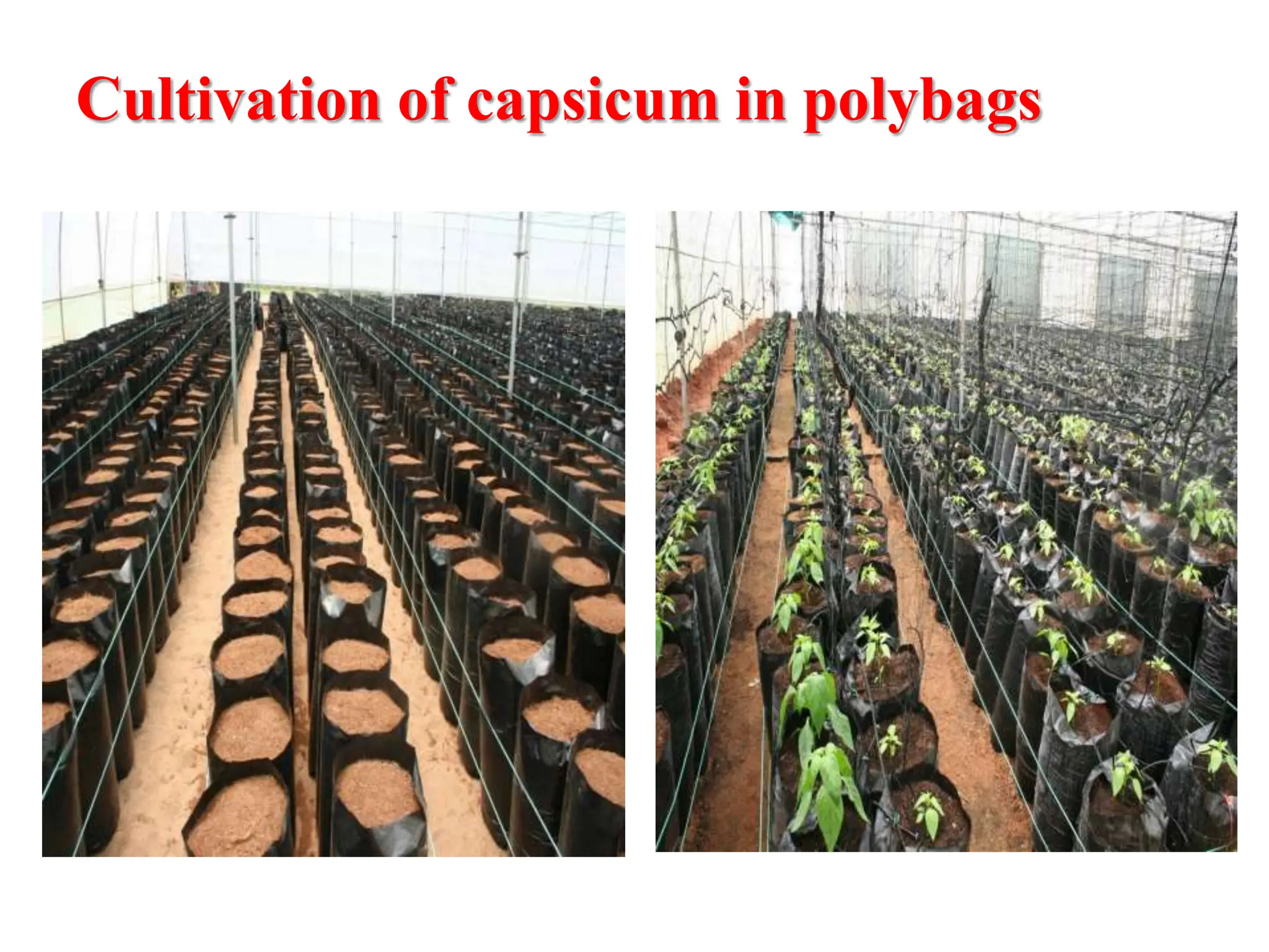 Cultivation of capsicum in polybags
 