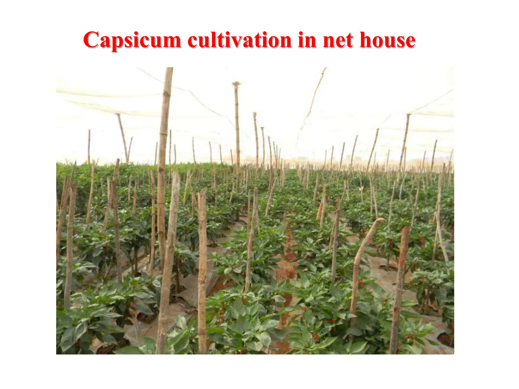 Capsicum cultivation in net house
 