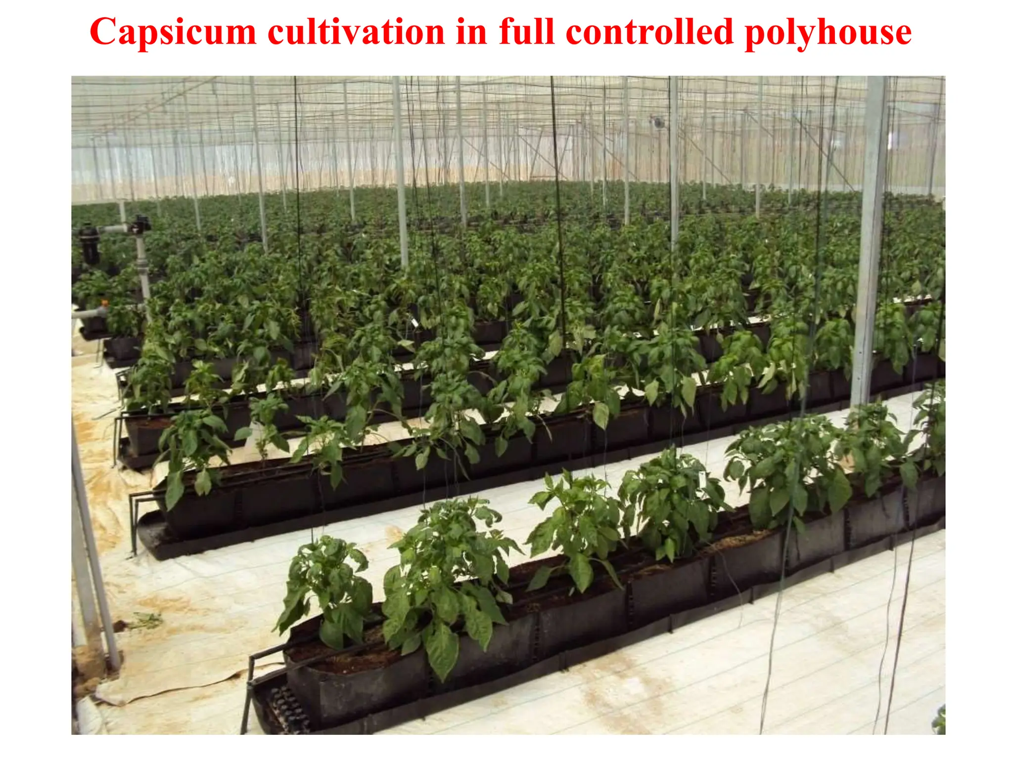 Capsicum cultivation in full controlled polyhouse
 