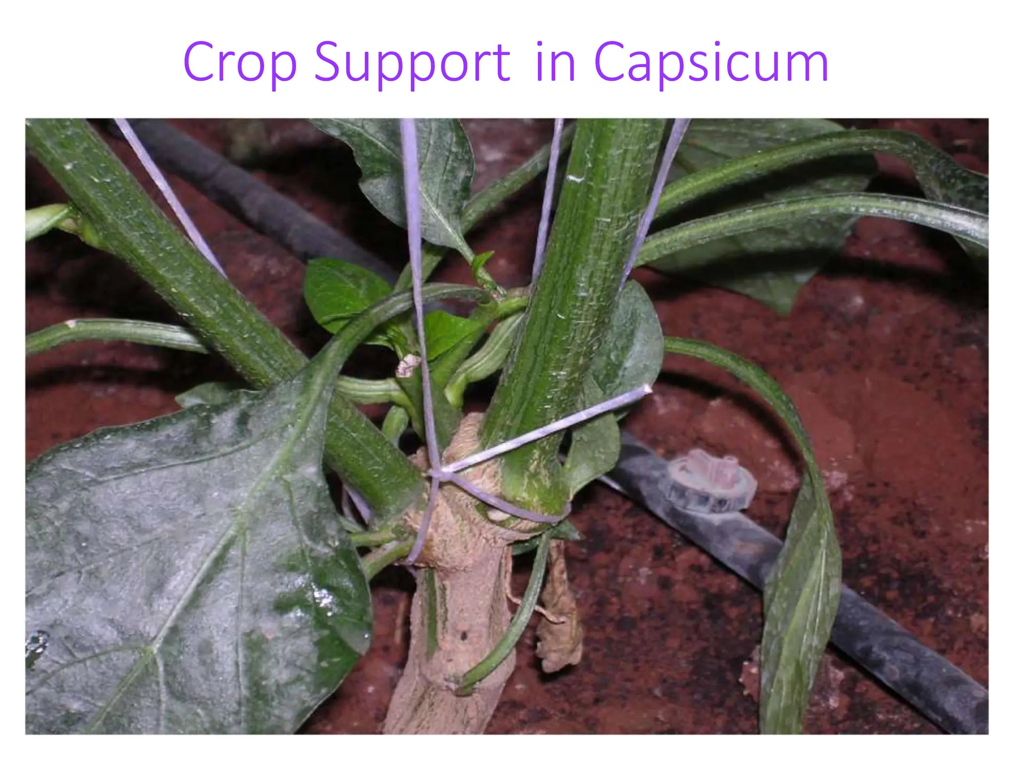 Crop Support in Capsicum
 