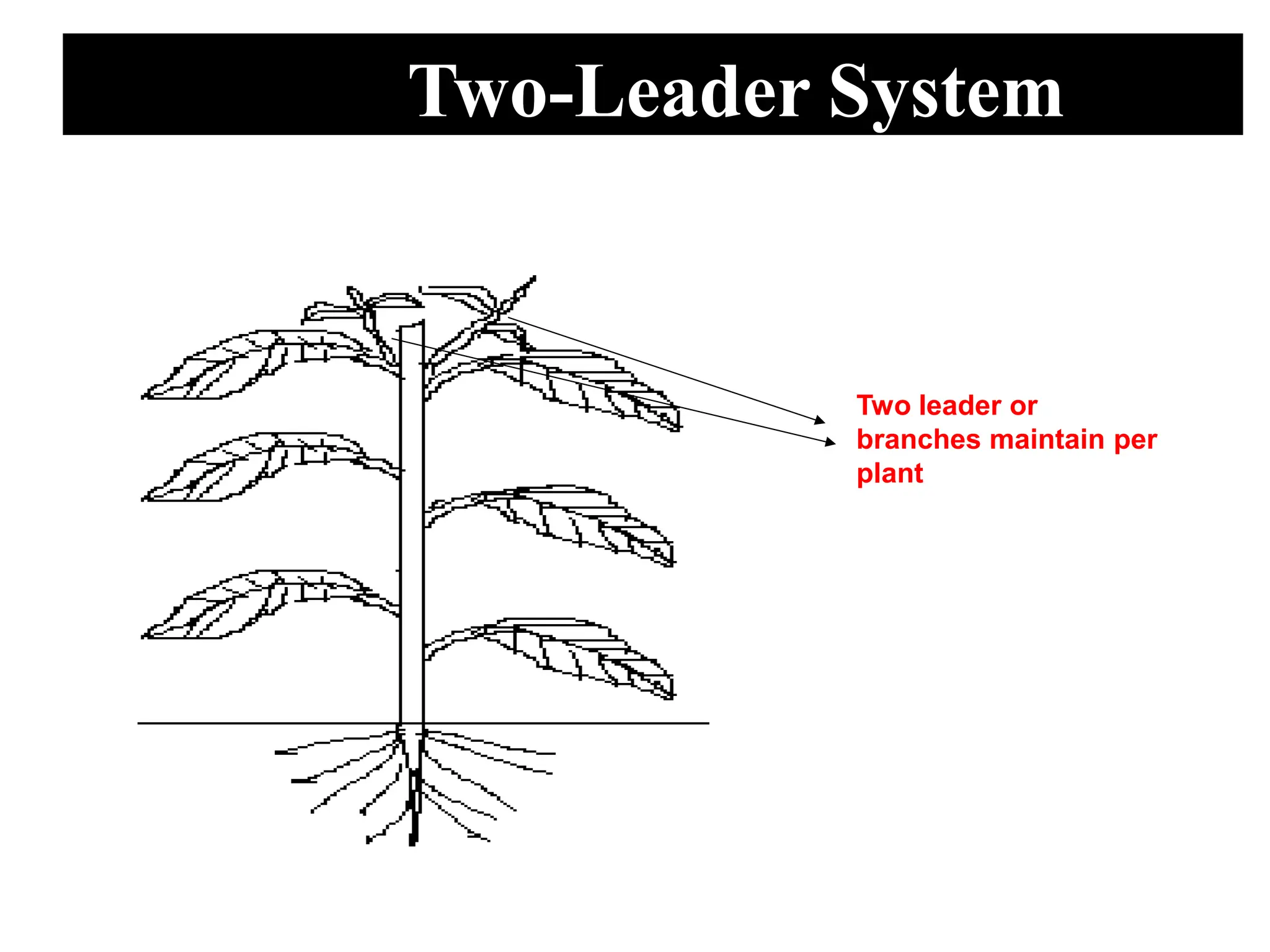 Two-Leader System
Two leader or
branches maintain per
plant
 