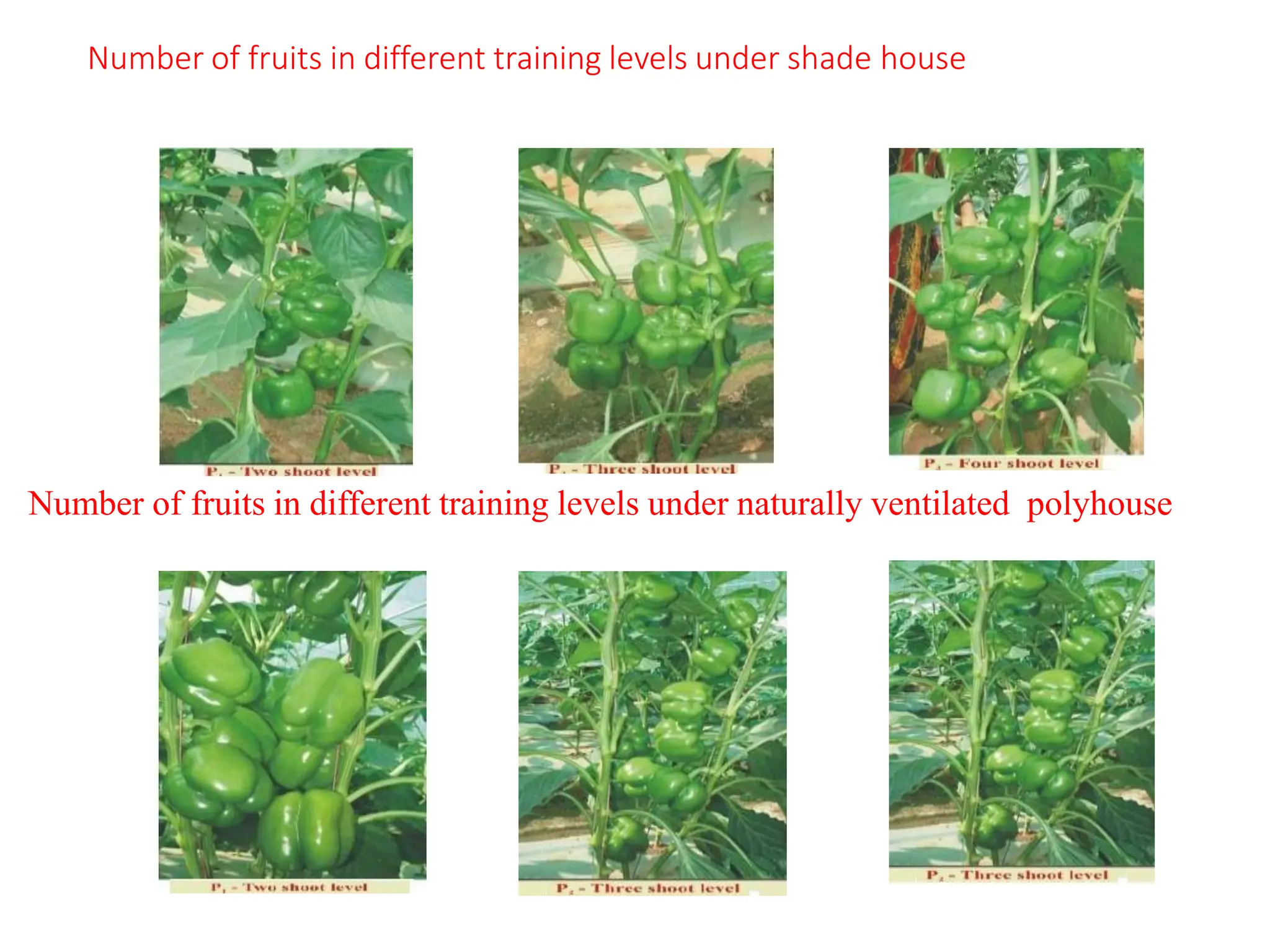 Number of fruits in different training levels under naturally ventilated polyhouse
Number of fruits in different training levels under shade house
 