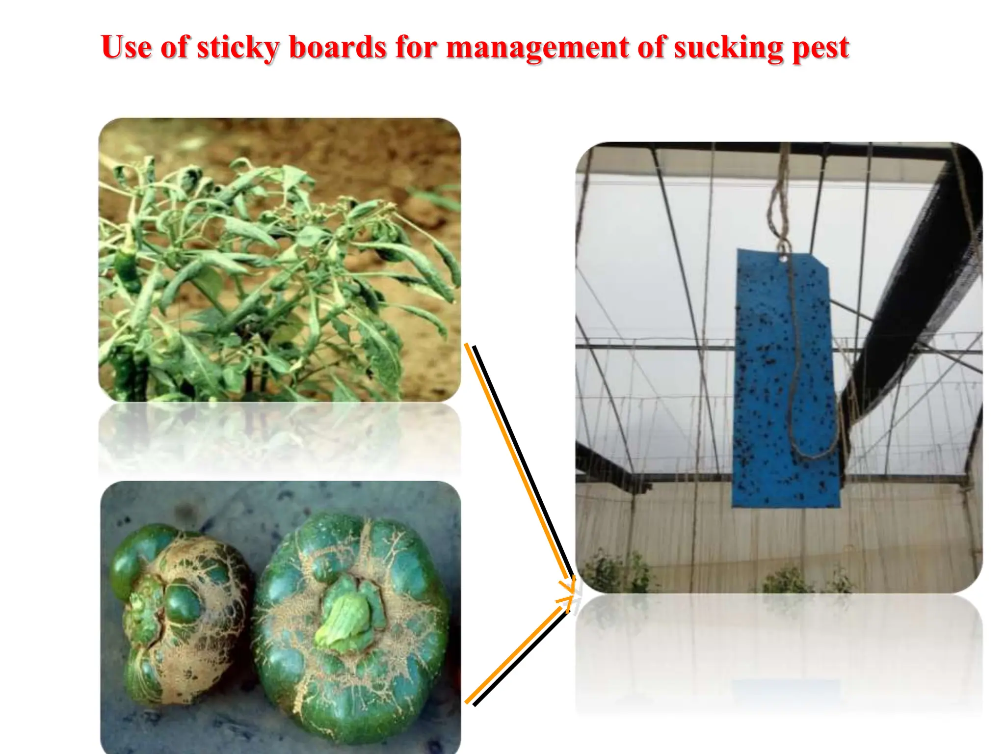 Use of sticky boards for management of sucking pest
 