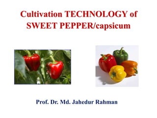 Cultivation TECHNOLOGY of
SWEET PEPPER/capsicum
Prof. Dr. Md. Jahedur Rahman
 
