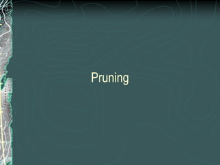 Pruning
 