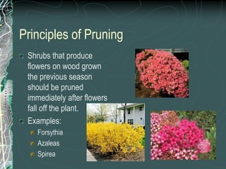 Principles of Pruning
Shrubs that produce
flowers on wood grown
the previous season
should be pruned
immediately after flowers
fall off the plant.
Examples:
Forsythia
Azaleas
Spirea
 