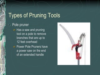 Types of Pruning Tools
Pole pruner
Has a saw and pruning
tool on a pole to remove
branches that are up to
12 feet overhead
Power Pole Pruners have
a power saw on the end
of an extended handle
 