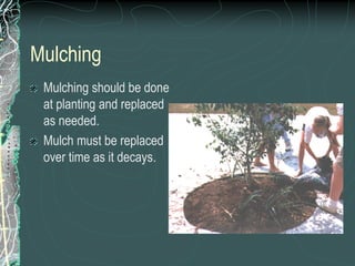 Mulching
Mulching should be done
at planting and replaced
as needed.
Mulch must be replaced
over time as it decays.
 