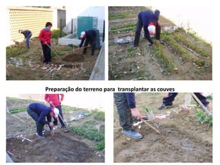 Preparação do terreno para transplantar as couves
 
