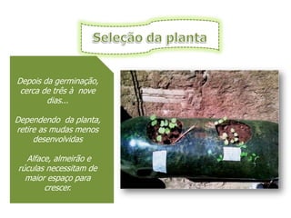 Depois da germinação,
 cerca de três à nove
        dias...

Dependendo da planta,
retire as mudas menos
     desenvolvidas

  Alface, almeirão e
rúculas necessitam de
  maior espaço para
       crescer.
 