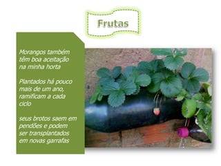 Morangos também
têm boa aceitação
na minha horta

Plantados há pouco
mais de um ano,
ramificam a cada
ciclo

seus brotos saem em
pendões e podem
ser transplantados
em novas garrafas
 