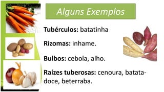 Alguns Exemplos
Tubérculos: batatinha
Rizomas: inhame.
Bulbos: cebola, alho.
Raízes tuberosas: cenoura, batata-
doce, beterraba.
 