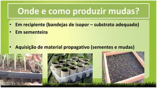 • Em recipiente (bandejas de isopor – substrato adequado)
• Em sementeira
• Aquisição de material propagativo (sementes e mudas)
Onde e como produzir mudas?
 