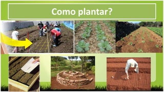 Como plantar?
 