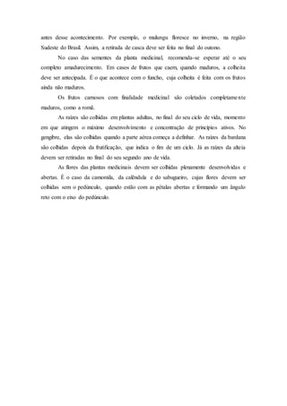 antes desse acontecimento. Por exemplo, o mulungu floresce no inverno, na região
Sudeste do Brasil. Assim, a retirada de casca deve ser feita no final do outono.
No caso das sementes da planta medicinal, recomenda-se esperar até o seu
completo amadurecimento. Em casos de frutos que caem, quando maduros, a colheita
deve ser antecipada. É o que acontece com o funcho, cuja colheita é feita com os frutos
ainda não maduros.
Os frutos carnosos com finalidade medicinal são coletados completamente
maduros, como a romã.
As raízes são colhidas em plantas adultas, no final do seu ciclo de vida, momento
em que atingem o máximo desenvolvimento e concentração de princípios ativos. No
gengibre, elas são colhidas quando a parte aérea começa a definhar. As raízes da bardana
são colhidas depois da frutificação, que indica o fim de um ciclo. Já as raízes da alteia
devem ser retiradas no final do seu segundo ano de vida.
As flores das plantas medicinais devem ser colhidas plenamente desenvolvidas e
abertas. É o caso da camomila, da calêndula e do sabugueiro, cujas flores devem ser
colhidas sem o pedúnculo, quando estão com as pétalas abertas e formando um ângulo
reto com o eixo do pedúnculo.
 