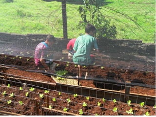 Horta e Patio da Escola