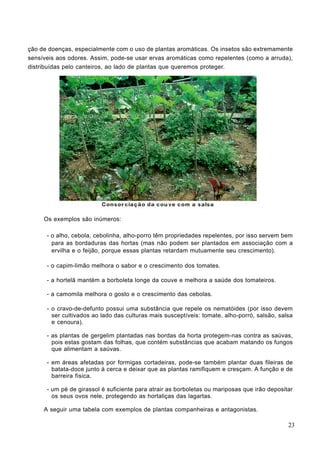 ção de doenças, especialmente com o uso de plantas aromáticas. Os insetos são extremamente
sensíveis aos odores. Assim, pode-se usar ervas aromáticas como repelentes (como a arruda),
distribuídas pelo canteiros, ao lado de plantas que queremos proteger.
Os exemplos são inúmeros:
- o alho, cebola, cebolinha, alho-porro têm propriedades repelentes, por isso servem bem
para as bordaduras das hortas (mas não podem ser plantados em associação com a
ervilha e o feijão, porque essas plantas retardam mutuamente seu crescimento).
- o capim-limão melhora o sabor e o crescimento dos tomates.
- a hortelã mantém a borboleta longe da couve e melhora a saúde dos tomateiros.
- a camomila melhora o gosto e o crescimento das cebolas.
- o cravo-de-defunto possui uma substância que repele os nematóides (por isso devem
ser cultivados ao lado das culturas mais susceptíveis: tomate, alho-porró, salsão, salsa
e cenoura).
- as plantas de gergelim plantadas nas bordas da horta protegem-nas contra as saúvas,
pois estas gostam das folhas, que contém substâncias que acabam matando os fungos
que alimentam a saúvas.
- em áreas afetadas por formigas cortadeiras, pode-se também plantar duas fileiras de
batata-doce junto à cerca e deixar que as plantas ramifiquem e cresçam. A função e de
barreira física.
- um pé de girassol é suficiente para atrair as borboletas ou mariposas que irão depositar
os seus ovos nele, protegendo as hortaliças das lagartas.
A seguir uma tabela com exemplos de plantas companheiras e antagonistas.
23
 