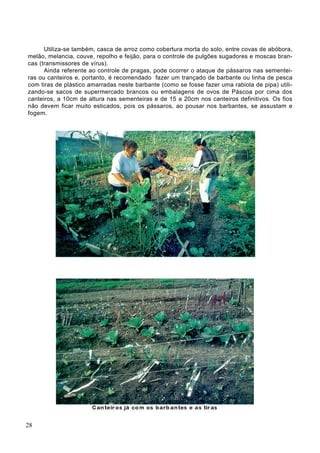 Utiliza-se também, casca de arroz como cobertura morta do solo, entre covas de abóbora,
melão, melancia, couve, repolho e feijão, para o controle de pulgões sugadores e moscas bran-
cas (transmissores de vírus).
Ainda referente ao controle de pragas, pode ocorrer o ataque de pássaros nas sementei-
ras ou canteiros e, portanto, é recomendado fazer um trançado de barbante ou linha de pesca
com tiras de plástico amarradas neste barbante (como se fosse fazer uma rabiola de pipa) utili-
zando-se sacos de supermercado brancos ou embalagens de ovos de Páscoa por cima dos
canteiros, a 10cm de altura nas sementeiras e de 15 a 20cm nos canteiros definitivos. Os fios
não devem ficar muito esticados, pois os pássaros, ao pousar nos barbantes, se assustam e
fogem.
28
 