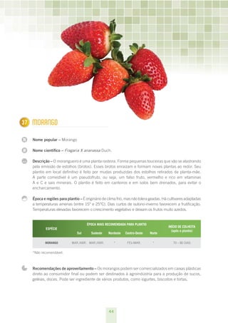 44
N
N
...
137 Morango
Nome popular – Morango
Nome científico – Fragaria X ananassa Duch.
Descrição – O morangueiro é uma planta rasteira. Forma pequenas touceiras que vão se alastrando
pela emissão de estolhos (brotos). Esses brotos enraízam e formam novas plantas ao redor. Seu
plantio em local definitivo é feito por mudas produzidas dos estolhos retirados da planta-mãe.
A parte comestível é um pseudofruto, ou seja, um falso fruto, vermelho e rico em vitaminas
A e C e sais minerais. O plantio é feito em canteiros e em solos bem drenados, para evitar o
encharcamento.
Época e regiões para plantio – É originário de clima frio, mas não tolera geadas. Há cultivares adaptadas
a temperaturas amenas (entre 15° e 25°C). Dias curtos de outono-inverno favorecem a frutificação.
Temperaturas elevadas favorecem o crescimento vegetativo e deixam os frutos muito azedos.
ESPÉCIE
ÉPOCA MAIS RECOMENDADA PARA PLANTIO
INÍCIO DE COLHEITA
(após o plantio)
Sul Sudeste Nordeste Centro-Oeste Norte
Morango mar./abr. mar./abr. * fev./mar. * 70 – 80 dias
*Não recomendável.
Recomendações de aproveitamento – Os morangos podem ser comercializados em caixas plásticas
direto ao consumidor final ou podem ser destinados à agroindústria para a produção de sucos,
geléias, doces. Pode ser ingrediente de vários produtos, como iogurtes, biscoitos e tortas.
 