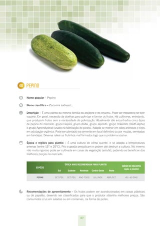 47
N
N
...
140 Pepino
Nome popular – Pepino
Nome científico – Cucumis sativus L.
Descrição – É uma planta da mesma família da abóbora e do chuchu. Pode ser trepadeira se tiver
suporte. Em geral, necessita de abelhas para polinizar e formar os frutos. Há cultivares, entretanto,
que produzem frutos sem a necessidade de polinização. Atualmente são encontrados cinco tipos
de pepino do mercado: grupo Caipira, grupo Aodai, grupo Japonês, grupo Holandês (Beith-alpha)
e grupo Agroindustrial (usado na fabricação de picles). Adapta-se melhor em solos arenosos e ricos
em adubação orgânica. Pode ser plantado via semente em local definitivo ou por mudas, semeadas
em bandejas. Deve-se ralear os frutinhos mal formados logo que o problema ocorrer.
Época e regiões para plantio – É uma cultura de clima quente, e se adapta a temperaturas
amenas (entre 15° e 25°C). Frio e geada prejudicam e podem até destruir a cultura. No inverno
não muito rigoroso pode ser cultivada em casas de vegetação (estufa), podendo se beneficiar dos
melhores preços no mercado.
ESPÉCIE
ÉPOCA MAIS RECOMENDADA PARA PLANTIO
INÍCIO DE COLHEITA
(após o plantio)
Sul Sudeste Nordeste Centro-Oeste Norte
Pepino set./fev. set./fev. ano todo jul./nov. abr./set. 45 – 60 dias
Recomendações de aproveitamento – Os frutos podem ser acondicionados em caixas plásticas
ou de papelão, devendo ser classificados para que o produtor obtenha melhores preços. São
consumidos crus em saladas ou em conservas, na forma de picles.
 