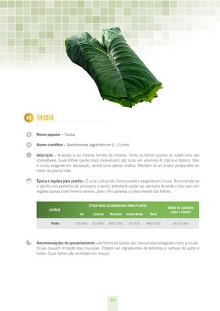 55
N
N
...
148 Taioba
Nome popular – Taioba
Nome científico – Xanthosoma sagittifolium (L.) Schott
Descrição – A taioba é da mesma família do inhame. Tanto as folhas quanto os tubérculos são
comestíveis. Suas folhas (parte mais consumida) são ricas em vitamina A, cálcio e fósforo. Não
é muito exigente em adubação, sendo uma planta rústica. Plantam-se os brotos produzidos ao
redor da planta-mãe.
Época e regiões para plantio – É uma cultura de clima quente e exigente em chuva. Recomenda-se
o plantio nos períodos de primavera e verão, entretanto pode ser plantada durante o ano todo em
regiões baixas com inverno ameno, pois o frio paralisa o crescimento das folhas.
ESPÉCIE
ÉPOCA MAIS RECOMENDADA PARA PLANTIO
INÍCIO DE COLHEITA
(após o plantio)
Sul Sudeste Nordeste Centro-Oeste Norte
Taioba set./nov. set./nov. ano todo set./fev. ano todo 70-100 dias
Recomendações de aproveitamento – As folhas da taioba são consumidas refogadas como a couve.
Cruas causam irritação das mucosas. Podem ser ingredientes de bolinhos e recheio de pizza e
tortas. Suas folhas são vendidas em maços.
 