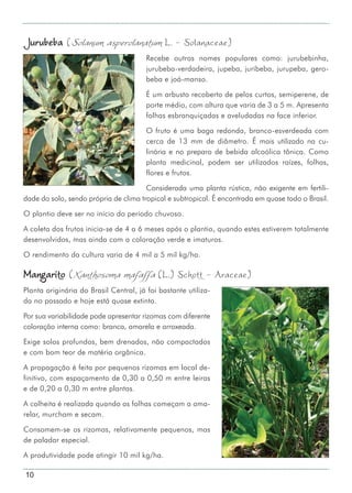 10
Jurubeba (Solanum asperolanatum L. - Solanaceae)
Recebe outros nomes populares como: jurubebinha,
jurubeba-verdadeira, jupeba, juribeba, jurupeba, gero-
beba e joá-manso.
É um arbusto recoberto de pelos curtos, semiperene, de
porte médio, com altura que varia de 3 a 5 m. Apresenta
folhas esbranquiçadas e aveludadas na face inferior.
O fruto é uma baga redonda, branco-esverdeada com
cerca de 13 mm de diâmetro. É mais utilizado na cu-
linária e no preparo de bebida alcoólica tônica. Como
planta medicinal, podem ser utilizados raízes, folhas,
flores e frutos.
Considerada uma planta rústica, não exigente em fertili-
dade do solo, sendo própria de clima tropical e subtropical. É encontrada em quase todo o Brasil.
O plantio deve ser no início do período chuvoso.
A coleta dos frutos inicia-se de 4 a 6 meses após o plantio, quando estes estiverem totalmente
desenvolvidos, mas ainda com a coloração verde e imaturos.
O rendimento da cultura varia de 4 mil a 5 mil kg/ha.
Mangarito (Xanthosoma mafaffa (L.) Schott - Araceae)
Planta originária do Brasil Central, já foi bastante utiliza-
da no passado e hoje está quase extinta.
Por sua variabilidade pode apresentar rizomas com diferente
coloração interna como: branca, amarela e arroxeada.
Exige solos profundos, bem drenados, não compactados
e com bom teor de matéria orgânica.
A propagação é feita por pequenos rizomas em local de-
finitivo, com espaçamento de 0,30 a 0,50 m entre leiras
e de 0,20 a 0,30 m entre plantas.
A colheita é realizada quando as folhas começam a ama-
relar, murcham e secam.
Consomem-se os rizomas, relativamente pequenos, mas
de paladar especial.
A produtividade pode atingir 10 mil kg/ha.
 