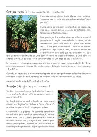 11
Ora-pro-nóbis (Pereskia aculeata Mill. - Cactaceae)
É também conhecida em Minas Gerais como lobrobo.
Seu nome vem do latim, ora-pro-nóbis e significa “rogai
por nós”.
É uma planta perene, com características de trepadeira,
mas pode crescer sem a presença de anteparo, com
folhas suculentas lanceoladas.
Para produção das mudas, deve ser utilizado material
proveniente da região intermediária do caule, locali-
zada entre as partes mais tenras e as partes mais lenho-
sas da haste, pois esse material apresenta um melhor
pegamento. Logo após o corte, as estacas devem ser
colocadas num leito, para que haja enraizamento. Esse
leito poderá ser constituído de uma parte de terra de subsolo (barranco) e uma parte de
esterco curtido. As estacas devem ser enterradas até um terço do seu comprimento.
No manejo da cultura, para manter a planta bem conduzida e com maior produção de folhas,
é recomendada uma poda de três em três meses, deixando os ramos com o comprimento de
1,2 a 1,5 m.
Quando for necessário o rebaixamento da parte aérea, este poderá ser realizado a 60 cm de
altura em relação ao solo, retirando-se também todos os ramos doentes ou secos.
A produtividade varia de 2,5 mil a 5 mil kg/ha.
Peixinho (Stachys lanata - Lamiaceae)
Também é conhecido como lambarizinho, língua-de-
vaca, orelha-de-lebre, orelha-de-cordeiro, peixe-de-
pobre, peixe-frito.
No Brasil, é cultivado em localidades de clima ameno
como o das Regiões Sul, Sudeste e Centro-Oeste. O
plantio é sempre realizado em pequenas áreas.
Recomenda-se o preparo de canteiros semelhante
aos utilizados para hortaliças como alface. O manejo
é realizado com a colheita periódica das folhas e
desmembramento dos propágulos das touceiras para
renovação do plantio, evitando-se o adensamento ex-
cessivo que chega a causar algum apodrecimento de
 