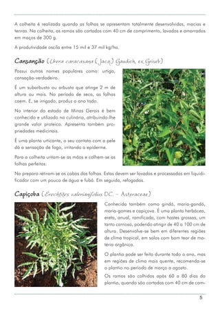 5
A colheita é realizada quando as folhas se apresentam totalmente desenvolvidas, macias e
tenras. Na colheita, os ramos são cortados com 40 cm de comprimento, lavados e amarrados
em maços de 300 g.
A produtividade oscila entre 15 mil e 37 mil kg/ha.
Cansanção (Urera caracasana (Jacq.) Gaudich. ex Griseb)
Possui outros nomes populares como: urtiga,
cansação-verdadeiro.
É um subarbusto ou arbusto que atinge 2 m de
altura ou mais. No período de seca, as folhas
caem. E, se irrigado, produz o ano todo.
No interior do estado de Minas Gerais é bem
conhecido e utilizado na culinária, atribuindo-lhe
grande valor proteico. Apresenta também pro-
priedades medicinais.
É uma planta urticante, o seu contato com a pele
dá a sensação de fogo, irritando a epiderme.
Para a colheita untam-se as mãos e colhem-se as
folhas perfeitas.
No preparo retiram-se os cabos das folhas. Estas devem ser lavadas e processadas em liquidi-
ficador com um pouco de água e fubá. Em seguida, refogadas.
Capiçoba (Erechtites valerianifolius DC. - Asteraceae)
Conhecida também como gindó, maria-gondó,
maria-gomes e capiçova. É uma planta herbácea,
ereta, anual, ramificada, com hastes grossas, um
tanto carnosa, podendo atingir de 40 a 100 cm de
altura. Desenvolve-se bem em diferentes regiões
de clima tropical, em solos com bom teor de ma-
téria orgânica.
O plantio pode ser feito durante todo o ano, mas
em regiões de clima mais quente, recomenda-se
o plantio no período de março a agosto.
Os ramos são colhidos após 60 a 80 dias do
plantio, quando são cortados com 40 cm de com-
 