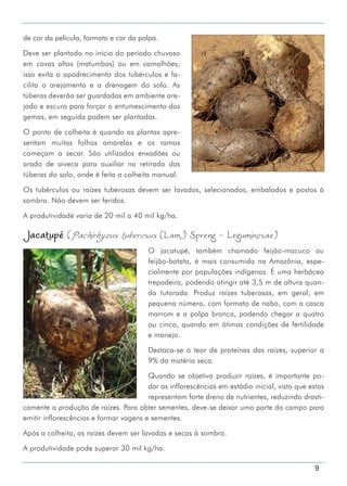 9
de cor da película, formato e cor da polpa.
Deve ser plantado no início do período chuvoso
em covas altas (matumbos) ou em camalhões;
isso evita o apodrecimento dos tubérculos e fa-
cilita o arejamento e a drenagem do solo. As
túberas deverão ser guardadas em ambiente are-
jado e escuro para forçar o entumescimento das
gemas, em seguida podem ser plantadas.
O ponto de colheita é quando as plantas apre-
sentam muitas folhas amarelas e os ramos
começam a secar. São utilizados enxadões ou
arado de aiveca para auxiliar na retirada das
túberas do solo, onde é feita a colheita manual.
Os tubérculos ou raízes tuberosas devem ser lavados, selecionados, embalados e postos à
sombra. Não devem ser feridos.
A produtividade varia de 20 mil a 40 mil kg/ha.
Jacatupé (Pachirhyzus tuberosus (Lam.) Spreng - Leguminosae)
O jacatupé, também chamado feijão-macuco ou
feijão-batata, é mais consumido na Amazônia, espe-
cialmente por populações indígenas. É uma herbácea
trepadeira, podendo atingir até 3,5 m de altura quan-
do tutorada. Produz raízes tuberosas, em geral, em
pequeno número, com formato de nabo, com a casca
marrom e a polpa branca, podendo chegar a quatro
ou cinco, quando em ótimas condições de fertilidade
e manejo.
Destaca-se o teor de proteínas das raízes, superior a
9% da matéria seca.
Quando se objetiva produzir raízes, é importante po-
dar as inflorescências em estádio inicial, visto que estas
representam forte dreno de nutrientes, reduzindo drasti-
camente a produção de raízes. Para obter sementes, deve-se deixar uma parte do campo para
emitir inflorescências e formar vagens e sementes.
Após a colheita, as raízes devem ser lavadas e secas à sombra.
A produtividade pode superar 30 mil kg/ha.
 