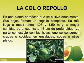 LA COL O REPOLLO
Es una planta herbácea que se cultiva anualmente.
Sus hojas forman un cogollo compacto. Su raíz
llega a medir entre 1,05 y 1,50 m y la mayor
cantidad se encuentra a 45 cm de profundidad. La
parte comestible son las hojas, que se consumen
crudas o cocidas, en ensaladas, sopas u otros
platos.
 
