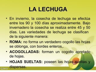 LA LECHUGA
• En invierno, la cosecha de lechuga se efectúa
  entre los 90 y 100 días aproximadamente. Bajo
  invernadero la cosecha se realiza entre 45 y 50
  días. Las variedades de lechuga se clasifican
  de la siguiente manera:
• ROMA: no forma un verdadero cogollo las hojas
  se oblonga, con bordes enteros,.
• ACOGOLLADAS: forman un cogollo apretado
  de hojas.
• HOJAS SUELTAS: poseen las hojas sueltas y
  dispersas.
 