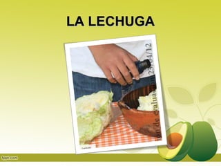 LA LECHUGA
 