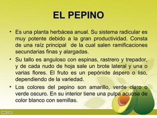 EL PEPINO
• Es una planta herbácea anual. Su sistema radicular es
  muy potente debido a la gran productividad. Consta
  de una raíz principal de la cual salen ramificaciones
  secundarias finas y alargadas.
• Su tallo es anguloso con espinas, rastrero y trepador,
  y de cada nudo de hoja sale un brote lateral y una o
  varias flores. El fruto es un pepónide áspero o liso,
  dependiendo de la variedad.
• Los colores del pepino son amarillo, verde claro o
  verde oscuro. En su interior tiene una pulpa acuosa de
  color blanco con semillas.
 