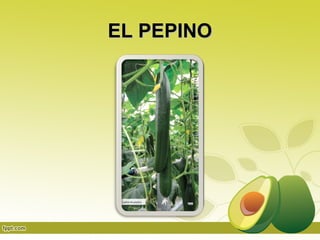 EL PEPINO
 