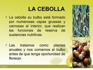 LA CEBOLLA
• La cebolla su bulbo está formado
  por numerosas capas gruesas y
  carnosas al interior, que realizan
  las funciones de reserva de
  sustancias nutritivas.

• Las tratamos como plantas
  anuales y nos comemos el bulbo
  antes de que tenga oportunidad de
  florecer.
 